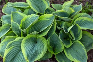 15 Ways to Make Your Hosta Flourish