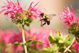 Bee Balm Adds Color and Flavor to Your Garden