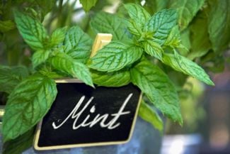 What to Consider When Growing Peppermint