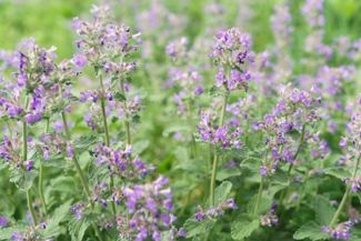 The Trick to Growing Catnip in Your Garden