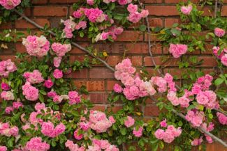 Growing the Whimsical Climbing Rose