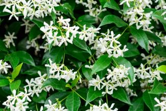 Star Jasmine Can Make Your Garden Shine