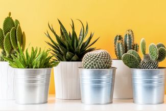 Easy-Care Cactus Plants for Your Home