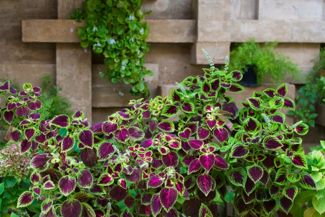 Add Life and Color to Your Garden with Coleus Plants