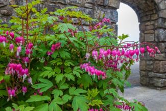 Learning to Care for Your Bleeding Heart Plant