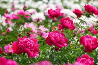 Brighten Your Garden With the Peony Plant