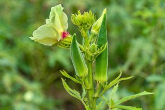 The Trick to Growing Your Own Okra