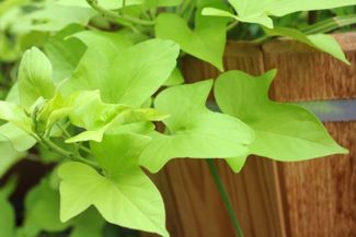 The Eye-Catching, Fast-Growing Sweet Potato Vine