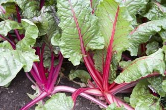 A Quick Guide to Cultivating Rhubarb