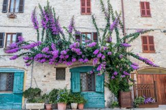 Flowering Vines: The Best and Boldest