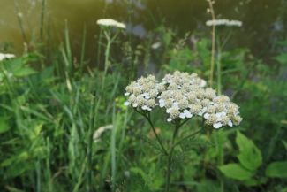 Growing the Beautiful, Multipurpose Yarrow Plant