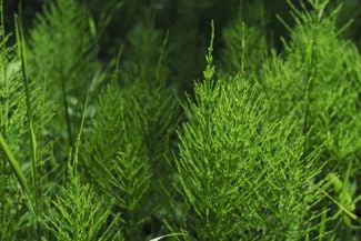 Growing the Hardy, Carefree Horsetail