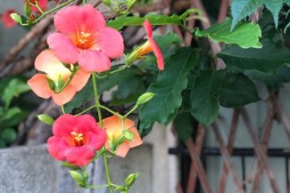 The Beauties and Burdens of Trumpet Vines