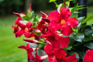 Comprehensive Guide to Growing and Caring for Mandevilla