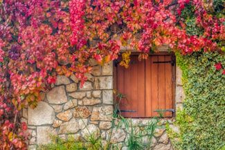 Fall in Love with Virginia Creeper's Autumn Foliage
