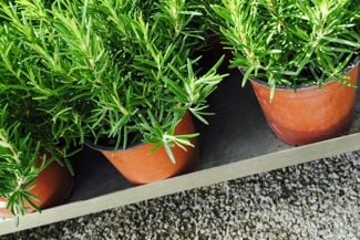 How To Grow Your Own Rosemary Plant