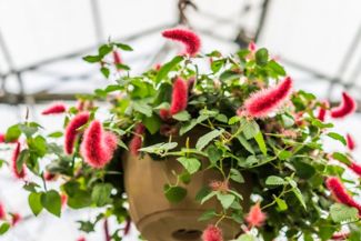 The Cattail or Chenille Plant: Fantastical Flowers