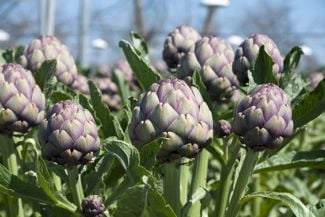 Growing Your Own Alluring Artichoke Plant
