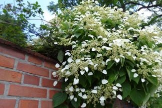 The Climbing Hydrangea: a Four-Season Beauty