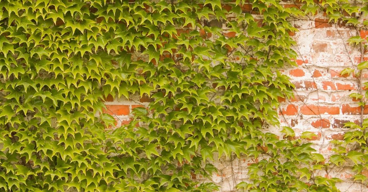 Plant Boston Ivy for that Ivy League Look The Habitat