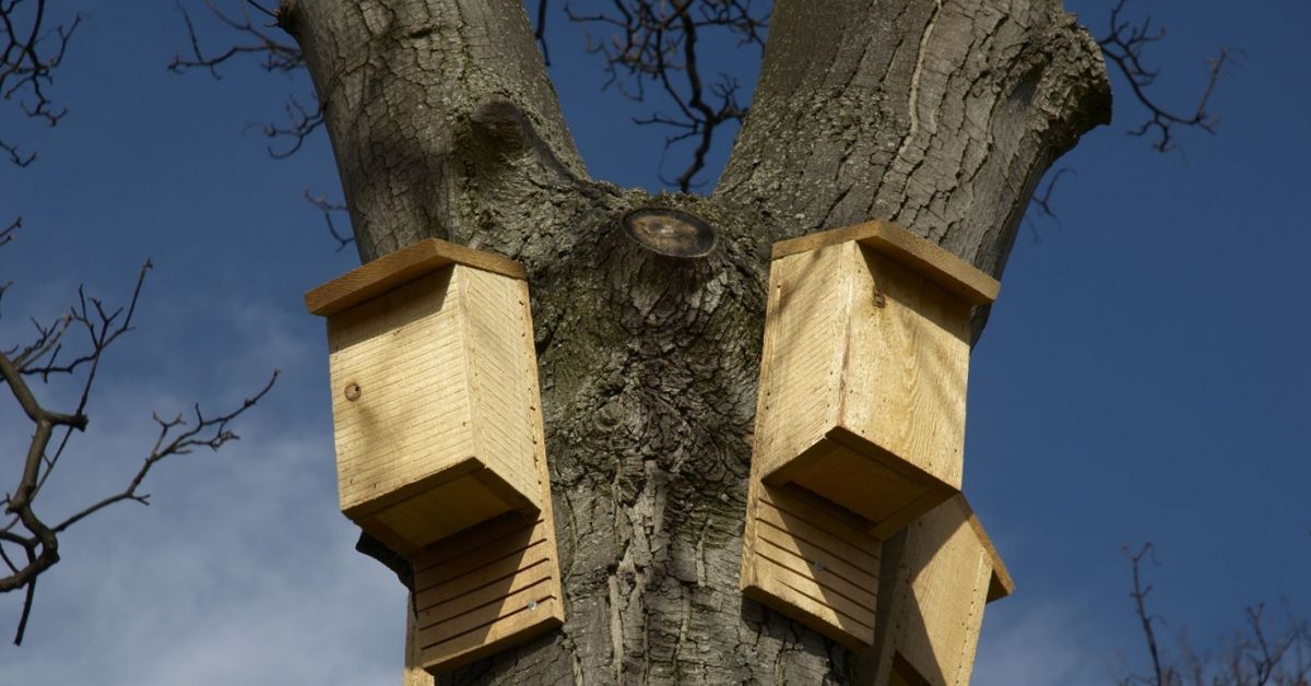How to a DIY Bat House Landlord The Habitat