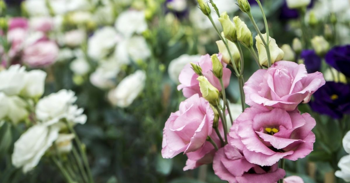 Your Care Guide for the Lisianthus The Habitat