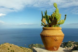 Growing Your Very Own Prickly Pear Cactus