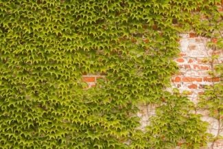 Plant Boston Ivy for that Ivy League Look
