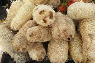 Grow a Luffa Plant to Make Your Own Loofah