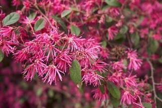 Loropetalum is An Easy-to-Grow Showstopper