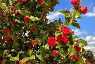 Growing and Caring for Camellias