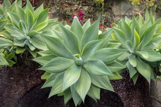 Your Guide to Cultivating Agave
