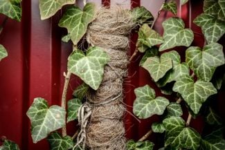 Adorn Your House and Yard With English Ivy