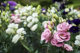 Your Care Guide for the Lisianthus