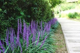 Growing Liriopes for Borders and Groundcover