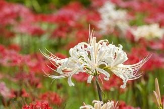 Spider Lilies: Showy, Gorgeous, and Easy to Grow