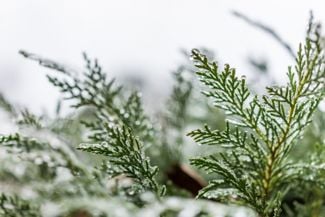 Enjoy Year-Round Beauty with Evergreen Shrubs
