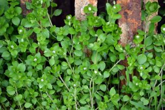 Chickweed is a Simple Plant With Tons of Healthy Benefits