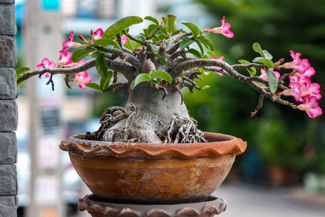 Growing the Dramatic Desert Rose