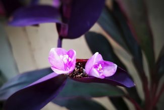 Growing the Valorous Purple Heart