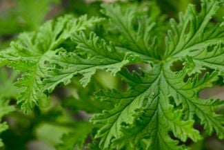 Growing Citronella is More Rewarding Than You Think
