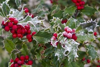 Adding Holly to Your Garden and Home