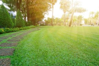 Springtime Lawn Tips for Your Yard