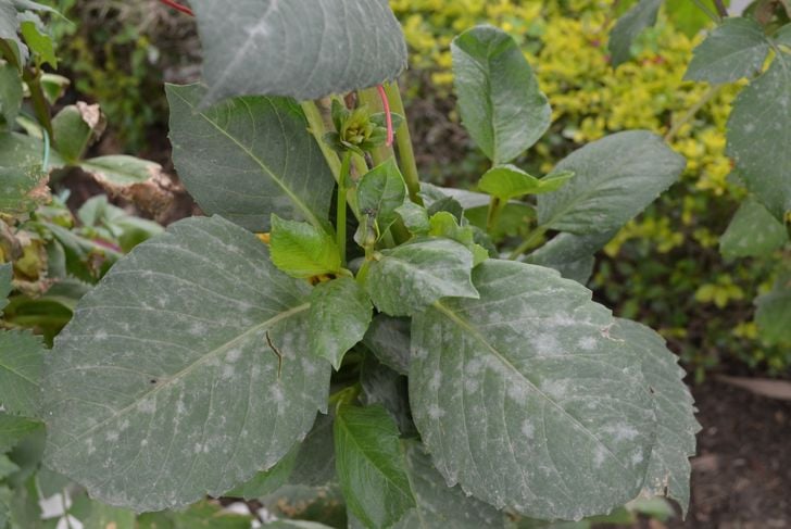 Powdery mildew. The disease is easily recognisable as a white to gray powdery growth on leaves and sometimes stems and flowers. It may cause infected leaves to distort, discolor, wither, and defoliate