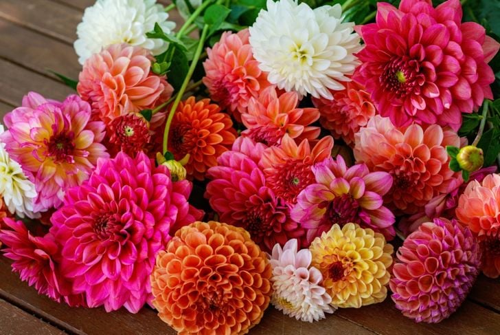 Different pink, orange and white Dahlia flowers. Colorful dahlia garden flowers, wallpaper backdrop. Blossoming dalias bloom