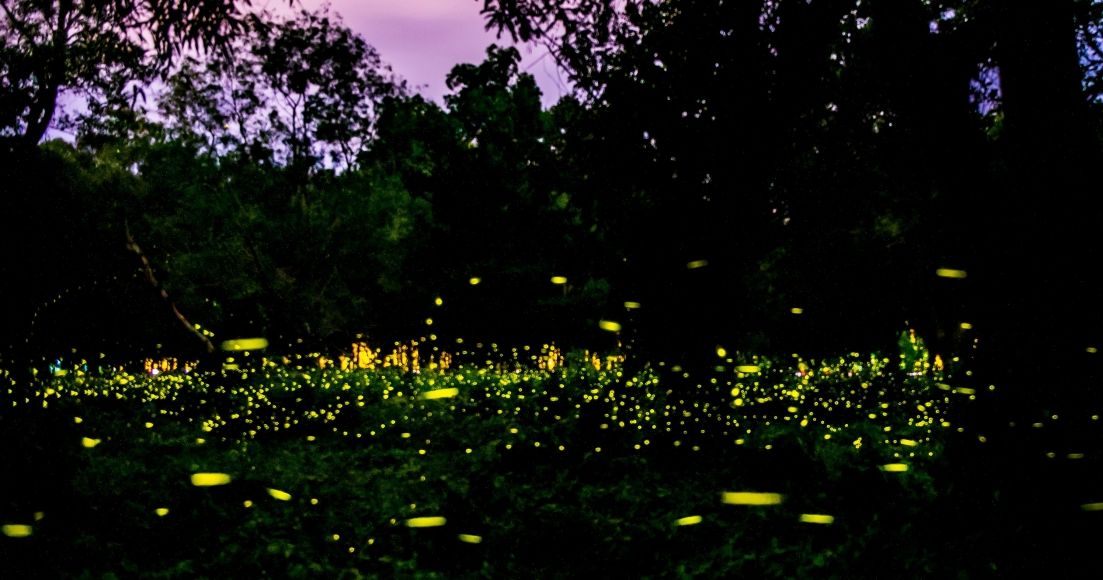 Attracting Fireflies: Making New Backyard Friends - The Habitat
