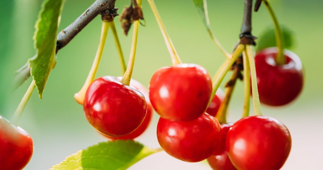 How to Grow and Care for a Cherry Tree - The Habitat