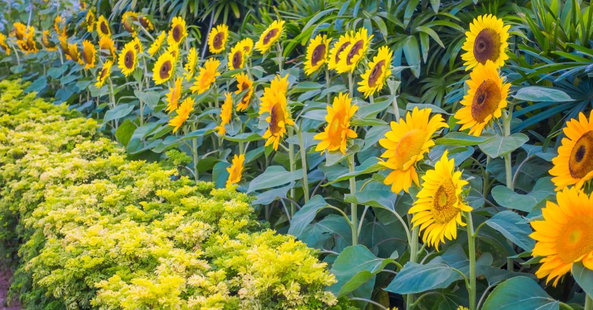 Sunflowers Your Guide for Planting, Growing, and Harvesting The Habitat