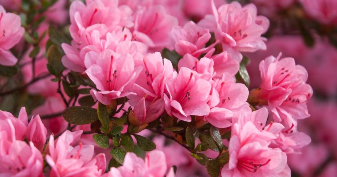 Caring for Colorful Azaleas - The Habitat