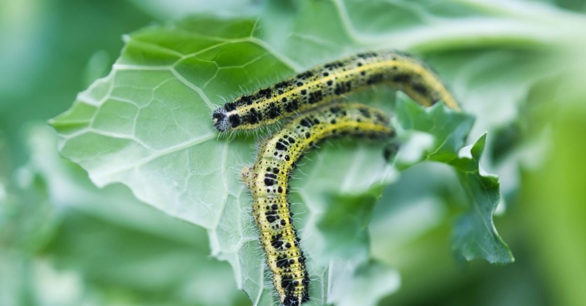 How to Deal With Caterpillars in Your Garden The Habitat